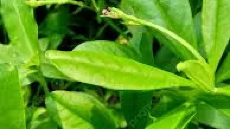 Manfaat Ginseng Jawa untuk Kesehatan Tubuh