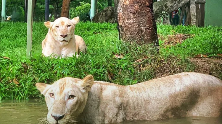 Faunaland Siap Kelola Kebun Binatang Bandung, Konsep Konservasi Urban Modern