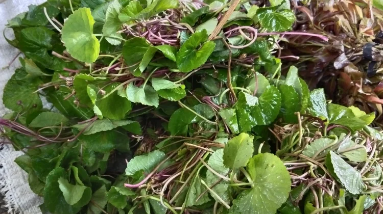 Mengenal Nutrisi yang Terkandung dalam Daun Antanan