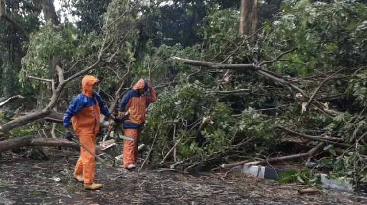 DLH Cimahi Intensifkan Pemeliharaan Pohon usai Sejumlah Insiden Pohon Tumbang