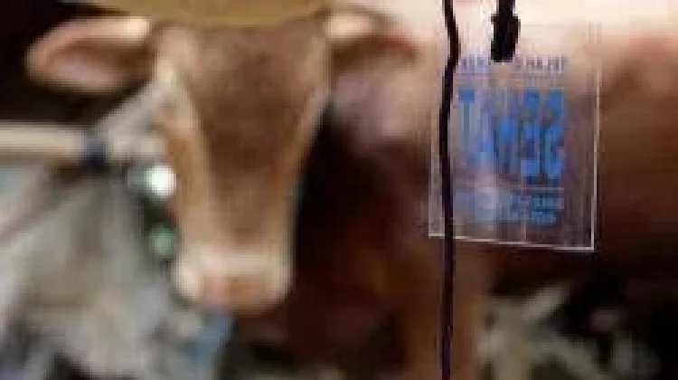 Sebanyak 3.600 Kalung Sehat untuk Hewan Kurban disiapkan Dispangtan Cimahi