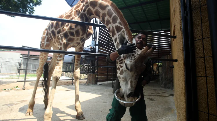 Faunaland Dorong Bandung Zoo Pusat Konservasi Modern Berbasis Animal Welfare