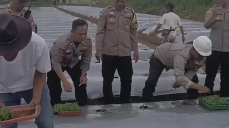 Polisi Tanam Puluhan Ribu Bibit Cabai di Lahan Tidur Milik Warga