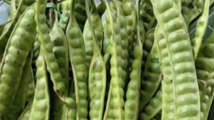 Pete : Lalapan dengan Aroma Kuat dan Khas