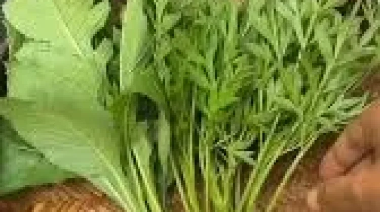 Manfaat Daun sintrong untuk Kesehatan Tubuh