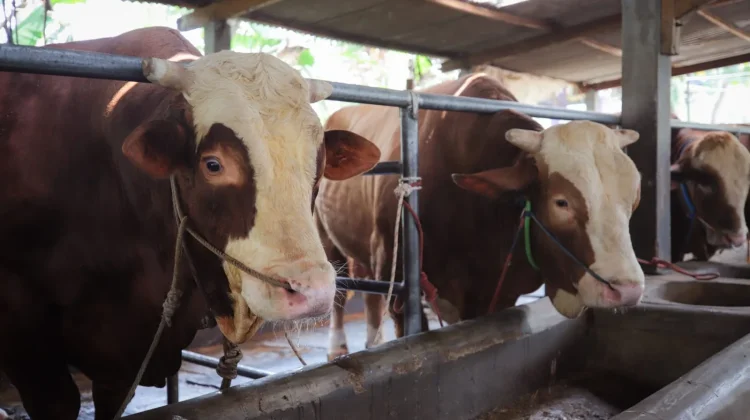 DSP Farm Bandung Kembali Jadi Pemasok Sapi Kurban Presiden