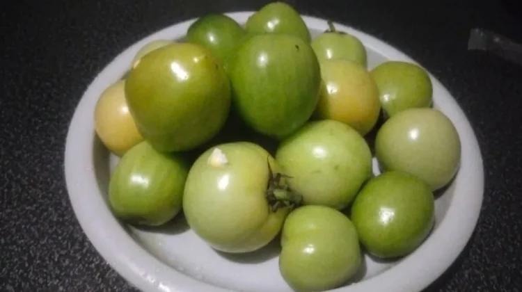 Sekilas Manfaat dari Buah Tomat Hijau