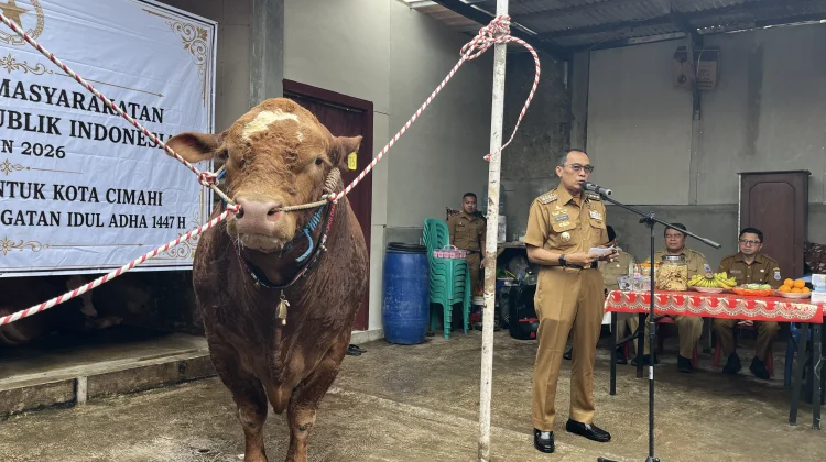 Sapi Kurban Seberat 1,1 Ton Bantuan Presiden Disalurkan ke Kota Cimahi