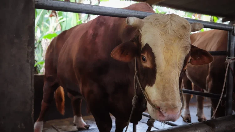 Sapi Bantuan Presiden Berbobot 1,25 Ton Akan Disembelih di Masjid Al-Ukhuwah