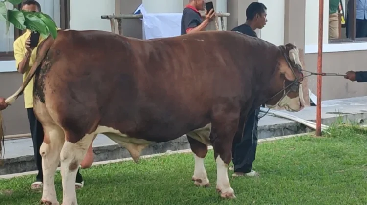 Warga Kabupaten Tasikmalaya Mendapat Sapi Kurban Bantuan Presiden Prabowo