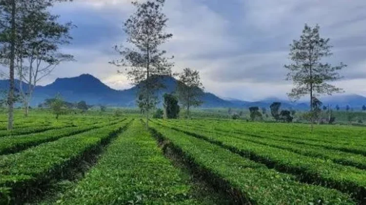 Menikmati Pesona Eksotisnya Hamparan Kebun Teh Cukul Pangalengan