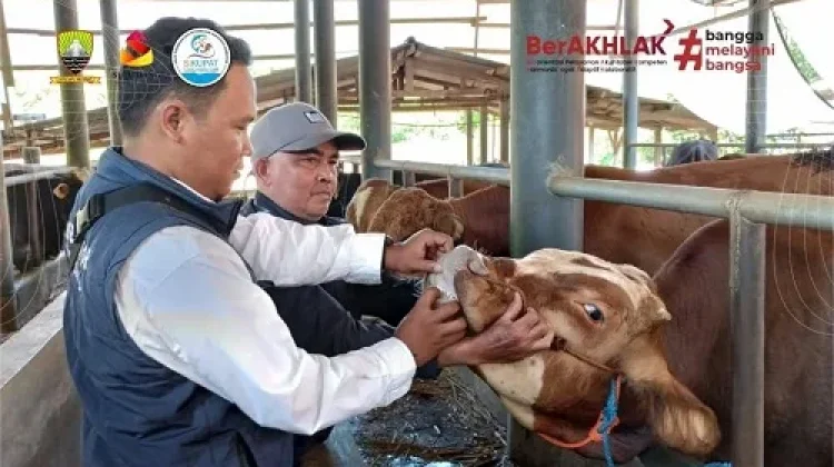 Stok Hewan Kurban di Sumedang Surplus, Diskanak Pastikan Aman dan Sehat