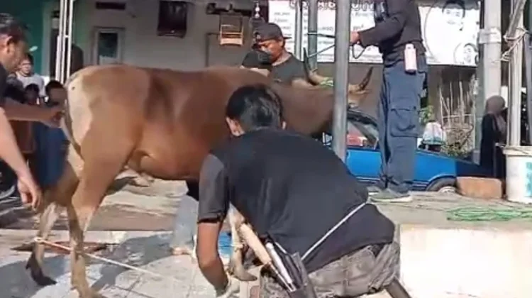 Memahami Syarat Penyembelihan Hewan Kurban