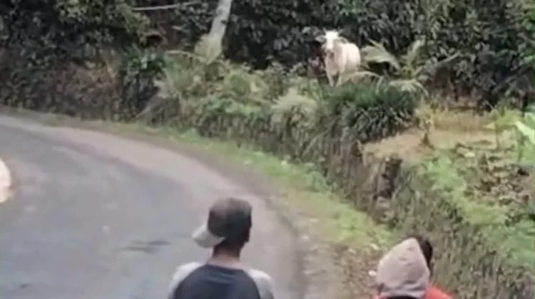 Sapi Kurban di Tasikmalaya Ngamuk dan Kabur saat Akan Disembelih