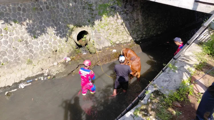 Sapi Kurban di Kota Tasikmalaya Kabur dan Tercebur ke Sungai sebelum Disembelih