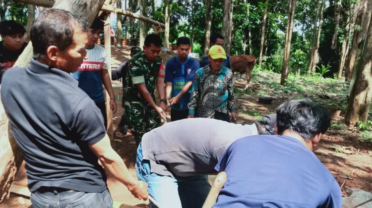 Dandim Subang Serahkan 3 Ekor Sapi Kurban untuk Warga Disekitar YONIF TP