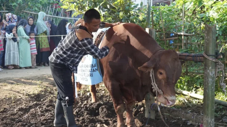 Pemkab Serahkan Bantuan Sapi Presiden di Cigedug Garut