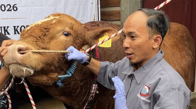 Dispangtan Cimahi Kerahkan Puluhan Petugas Periksa Kesehatan Hewan Kurban