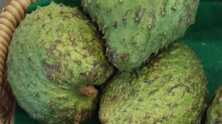 Buah Sirsak: Jenis Buah-buahan yang segar dan Bernutrisi