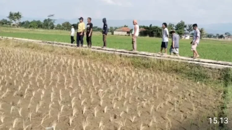 Diduga Semprotkan Pembasmi,Padi Mengering