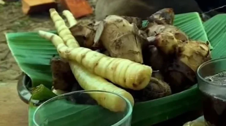 Menemukan Kembali Ganyong, Umbi Langka Kaya Manfaat