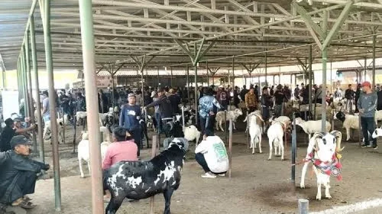 Pasar Hewan KBB di Area RPH Cempaka Mekar Butuh Dana Miliaran