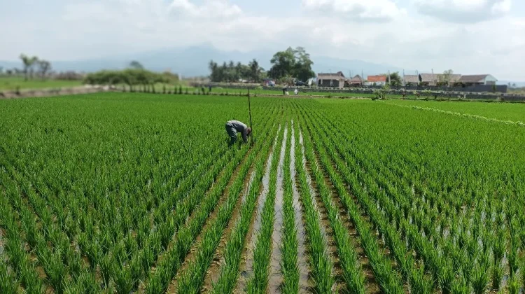 Memasuki Musim Tanam, Pasokan Beras ke Pedagang di Kota Tasikmalaya Berkurang