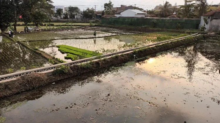 Memasuki Musim Tanam, Petani di Kota Tasikmalaya Khawatirkan Serangan Hama