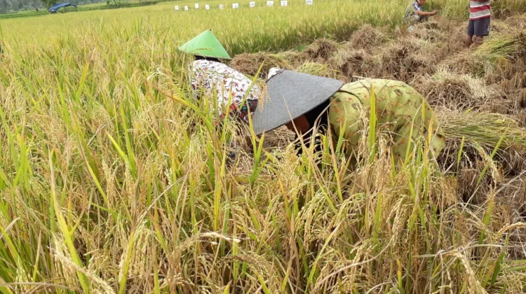 KTNA Kota Tasikmalaya Dorong Pemkot Siapkan Dana Taktis untuk Bantu Petani