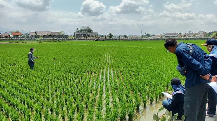 Hadapi Kemarau, Petani di Kota Tasikmalaya Tingkatkan Koordinasi Pembagian Air