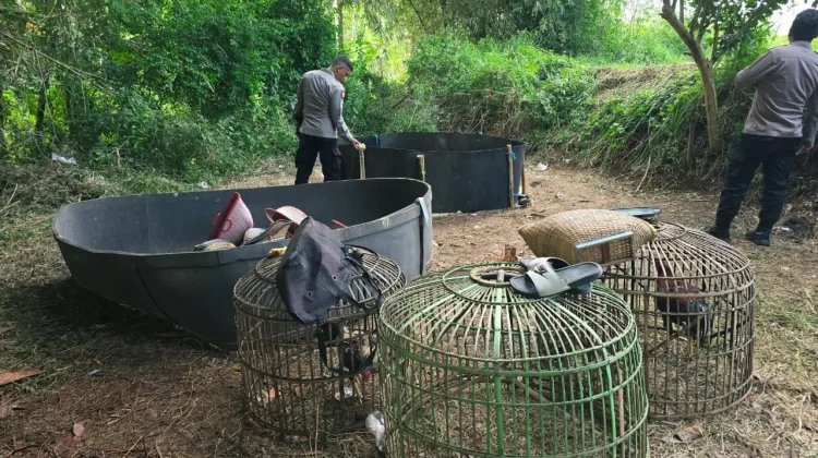 Resahkan Warga, Polisi di Cibatu Garut Gerebek Pelaku Sabung Ayam