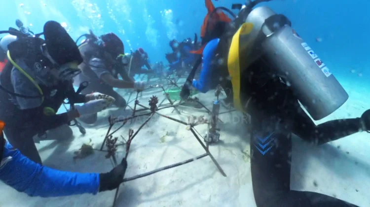 Peringati Hari Laut Sedunia, Ekspedisi Rediscover Buru Tanam 2.500 Karang di Maluku