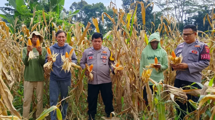 Swasembada Pangan Polres Subang, Bukti Polri untuk Rakyat