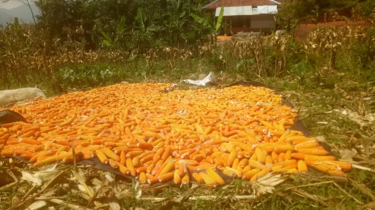 Tingkatkan Produksi Pertanian Pemkab Bangun Embung Air di Tanah Daratan