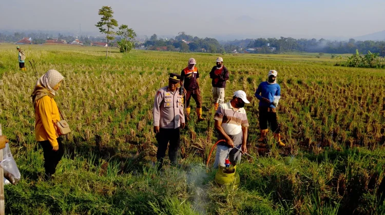 Hama Tikus Serang Areal Pertanian Warga di Sukawening Garut