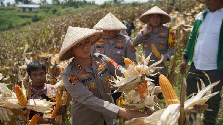 Pemanfaatan Lahan Tidur untuk Jagung Hibrida, Hasilkan Ratusan Ton Panen