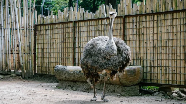 Revitalisasi Bandung Zoo Dikebut, Targetkan Buka Kembali Kurang Dari Setahun