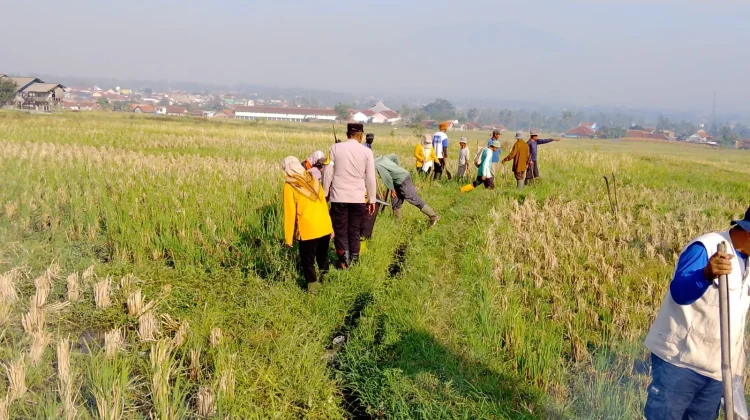 Pengendalian Hama Tikus Petani Apresiasi Petugas Gabungan