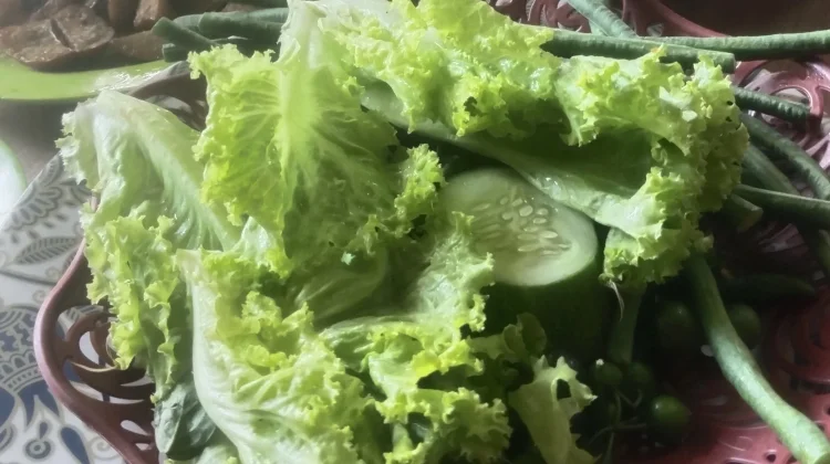Salada Bokor, Sayuran Hijau yang Mengandung Beragam Nutrisi
