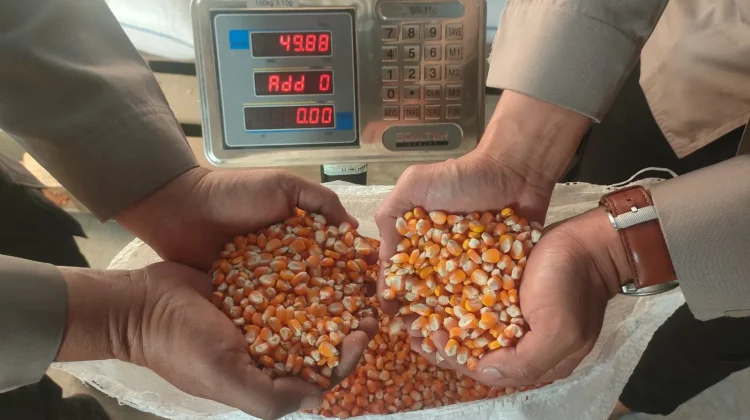 Katahanan Pangan, Polisi Bantu Petani Distribusikan Hasil Panen Jagung