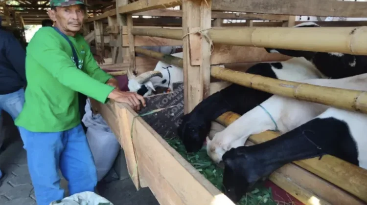 HPDKI Jadi Motor Kemajuan Peternak Domba dan Kambing di Sumedang