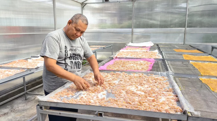 Tokoh Petani Sekaligus Pelaku UMKM Nanas Tolak Alih Fungsi Lahan dari Nanas Ketebu