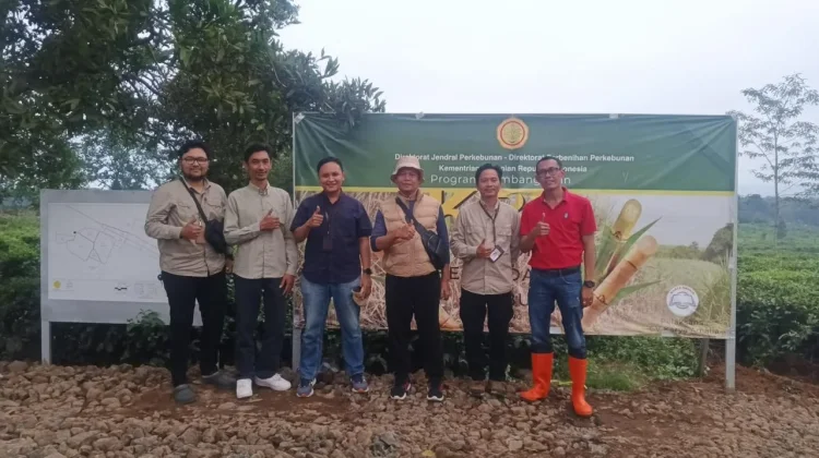 Pembibitan Tebu Jalancagak Berjalan, Identitas Nanas Subang Tetap Lestari