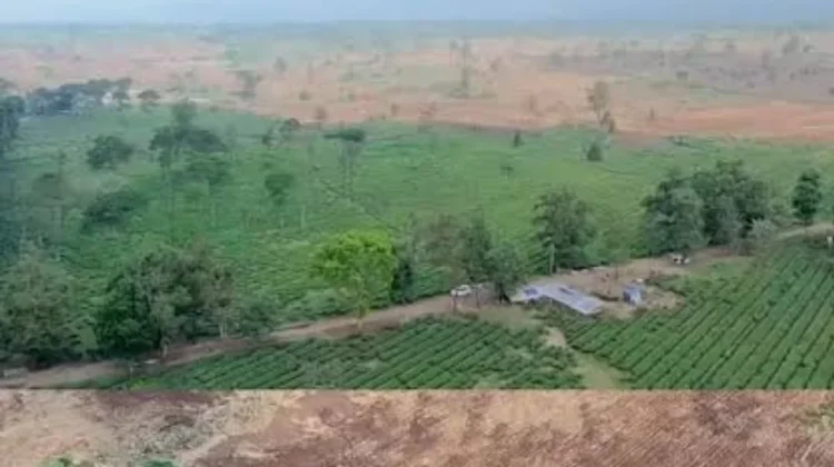Pembibitan Benih Tebu Unggul di Jalancagak Subang Menuai Pro Kontra