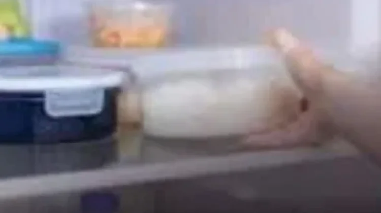 Cara Menyimpan Nasi agar Tidak Cepat Basi