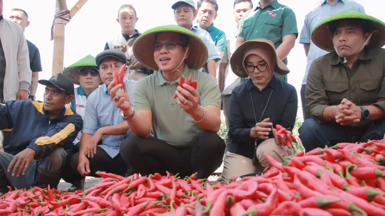 KDMP Lengkong,Produsen dan Offtaker Cabai Merah SPPG