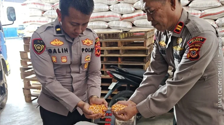 Gunakan Mobil Patroli Polisi Angkut Jagung Hasil Panen Petani
