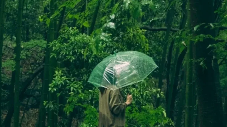 Hutan,Menjaga Paru paru dan Keanekaragaman Hayati Bumi