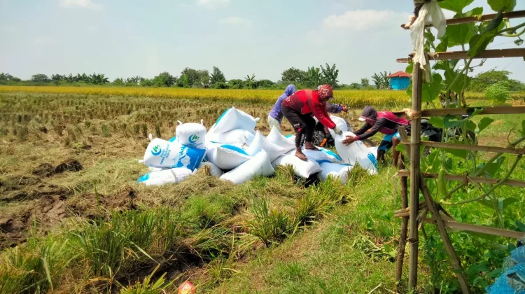 El Nino, Petani Binong Subang Khawatir Gagal Panen