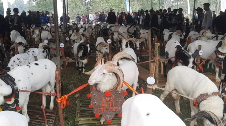 “Pesta Patok” Kontes Ternak Pendorong Kesejahteraan Peternak